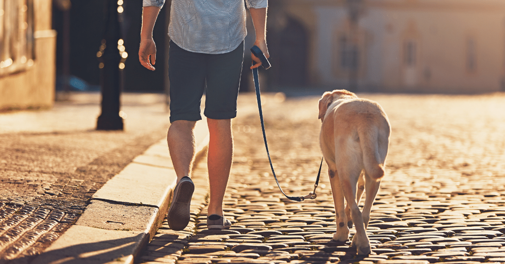 Dog Ibuprofen Dosage Chart Here’s How Much to Give Your Dog — Used Vet