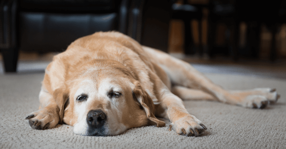 Dog Ibuprofen Dosage Chart Here’s How Much to Give Your Dog — Used Vet