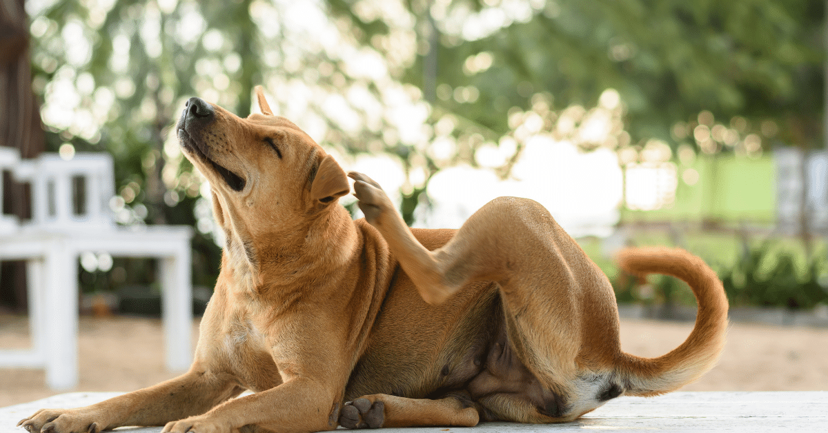 why do puppies scratch their neck