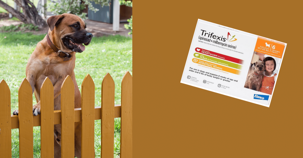 Can You Cut Trifexis In Half? Here's The Answer — Used Vet Equipment