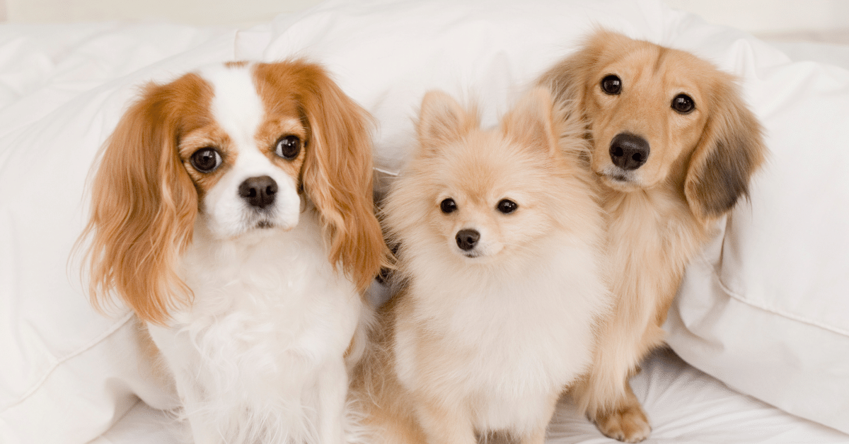 How Long Is Parvo Contagious After Treatment?