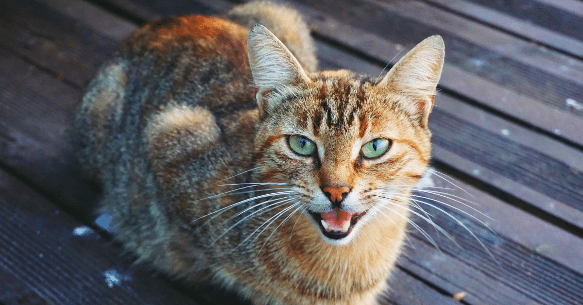 What does it mean when a cat meows?