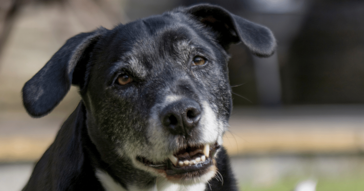 A Quick List of Vetri Disc Side Effects to Be Aware Of — Used Vet Equipment