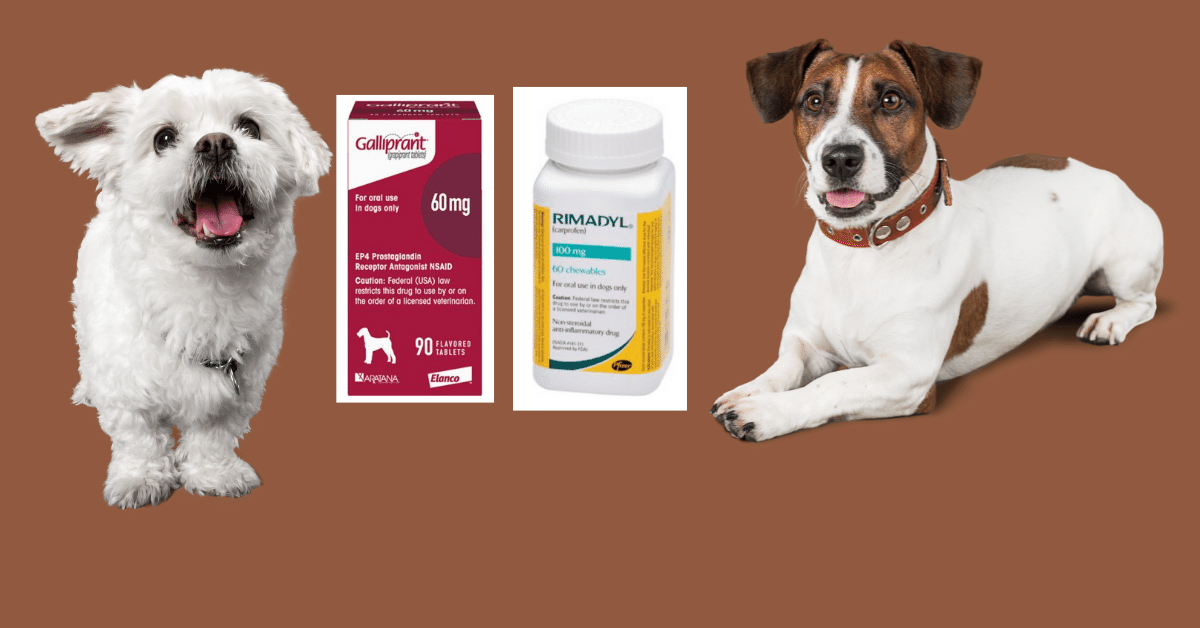 Galliprant Vs Rimadyl: Pros &amp; Cons of Both for Your Pet