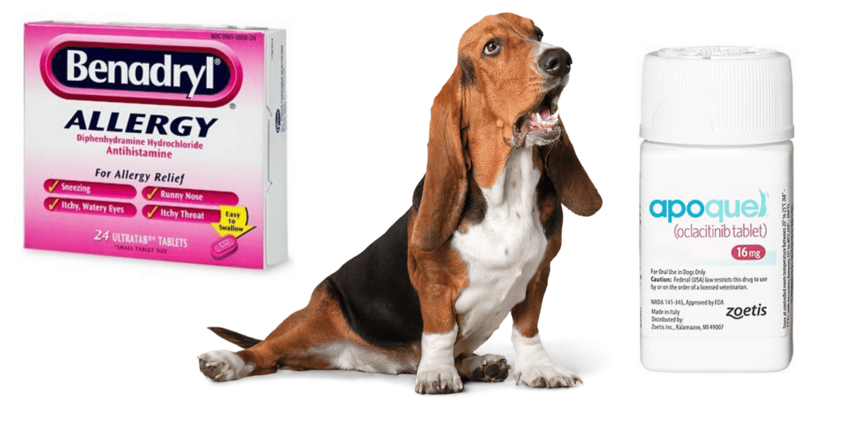 can benadryl help control a mast cell tumor in dogs