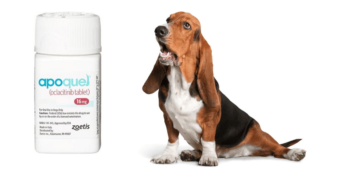 Apoquel Diphenhydramine Hydrochloride For Dogs Benadryl Allergy Is