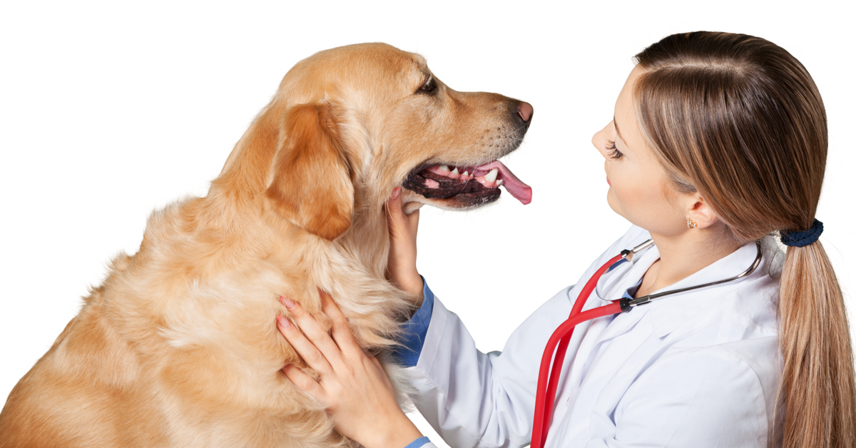 Why Dental X-Rays Matter for Safer Pet Tooth Extractions