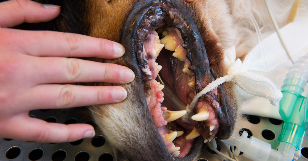 How Oral Health Affects Pet Heart Disease and Lifespan