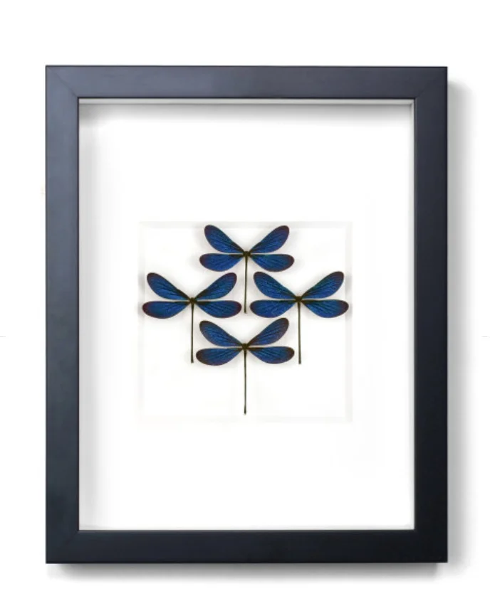 Azure Damselfly Diamond Black Frame
12.5×15.5h
PESGO24