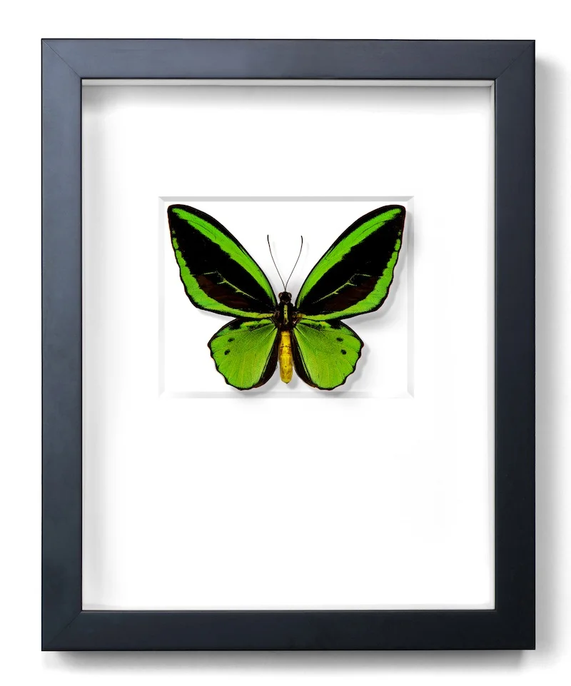 Green Cairns Birdwing Butterfly, New Guinea, Black Frame,
11×14
PESL4