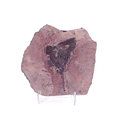 Crinoid (Sea Lilly) Fossil Plaque
10×10
FOS315