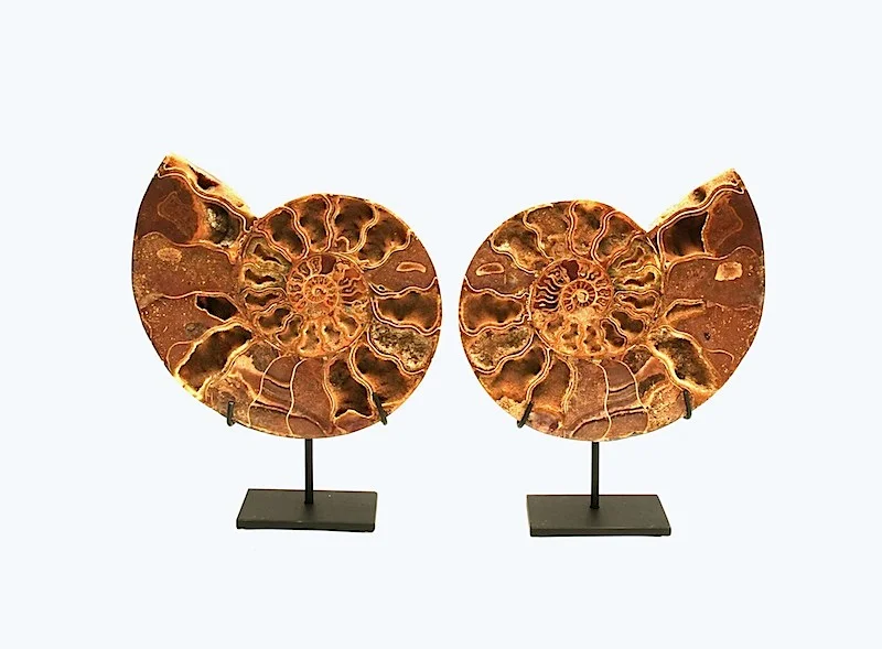 Cut/Polished Ammonite on Iron Stand