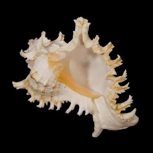 Ramose Murex (MUREX RAMOSUS) 8-9" - T914 9-10” - T913 10”+ - T912