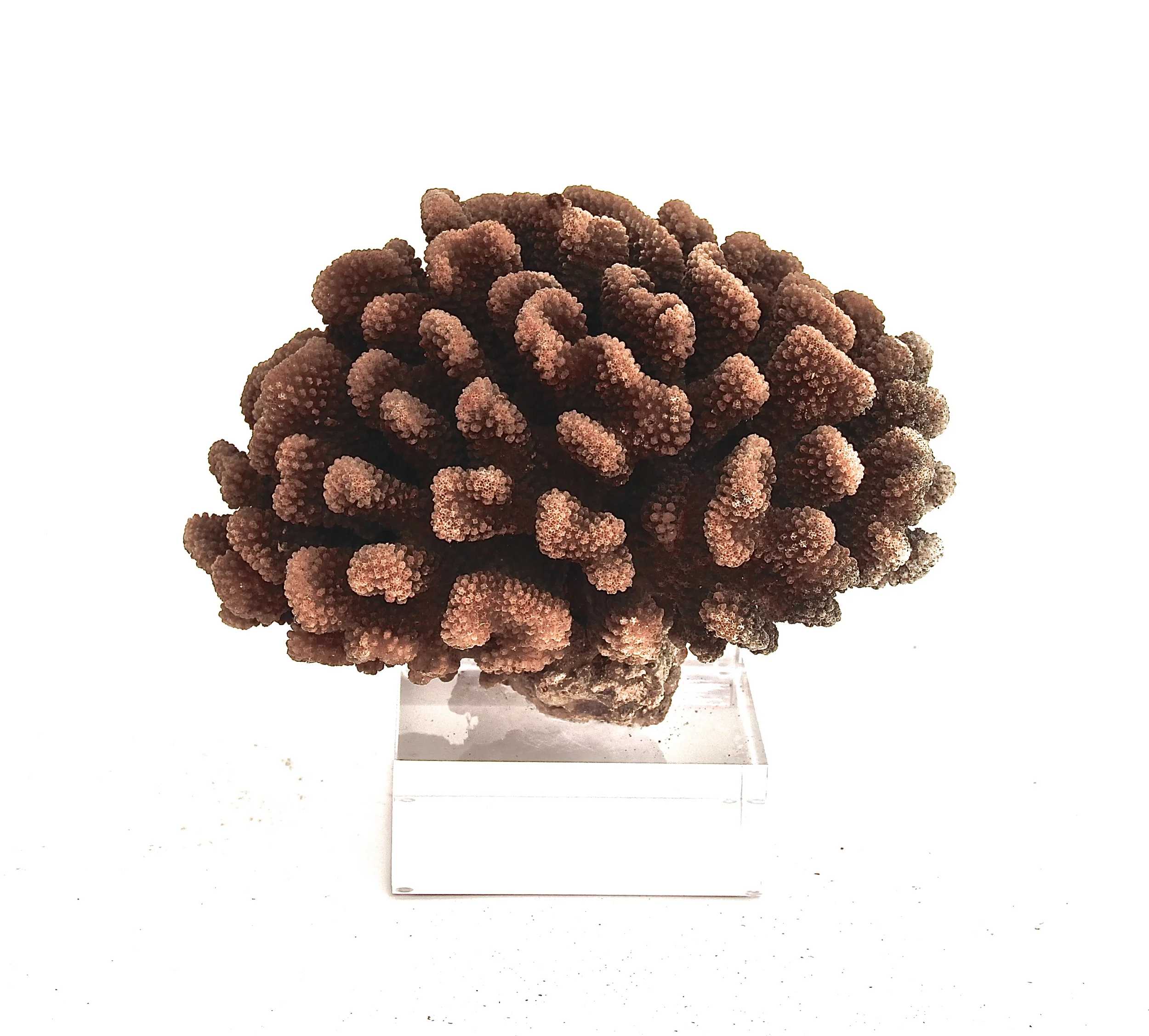 Unbleached Cauliflower Coral on Acrylic Base
9×10x11h
T684AA