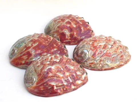 Polished Red Abalone Shell 7.5-8" T488