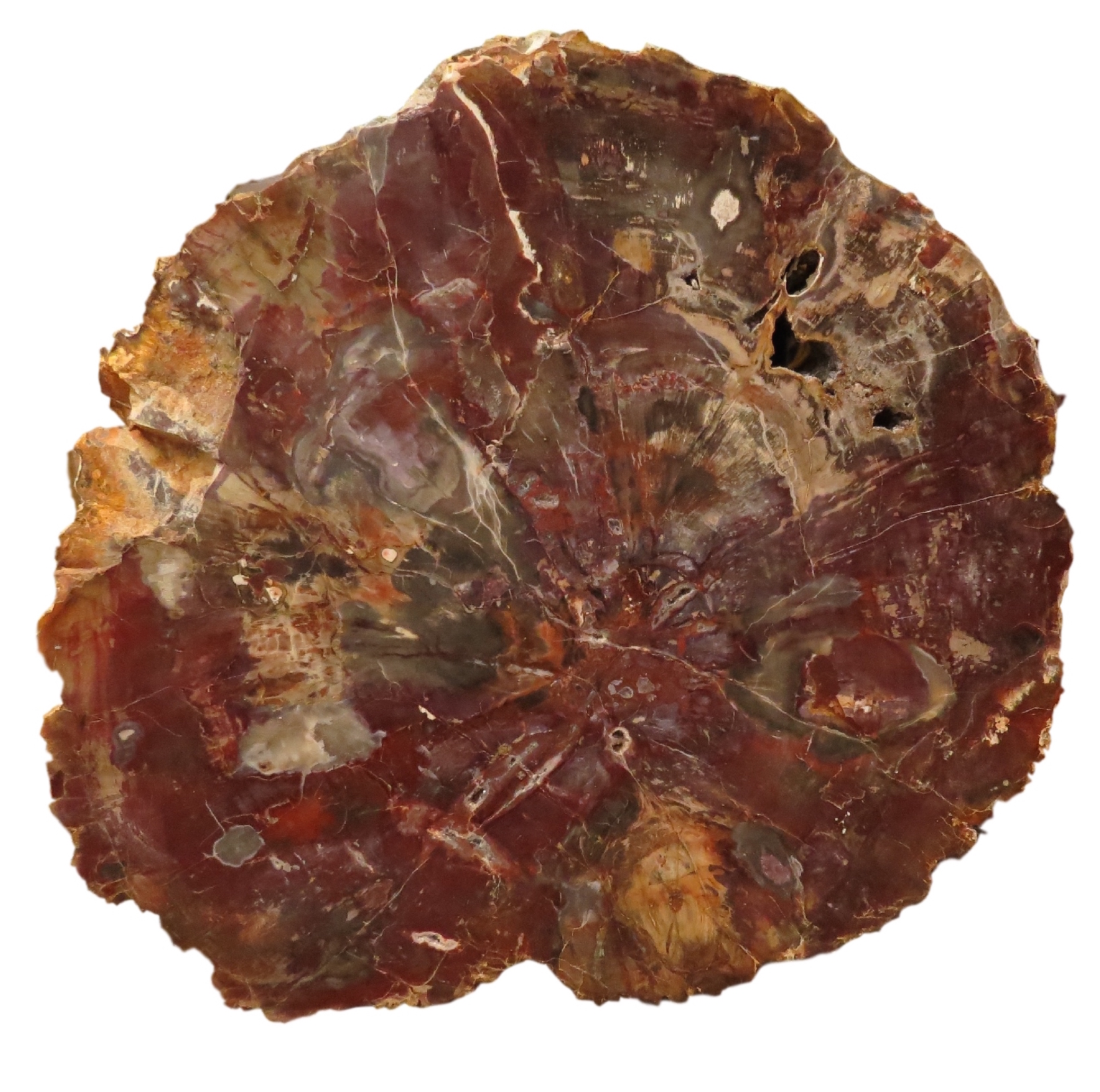 Red Petrified Wood Slice 18x18x1.5h MT158