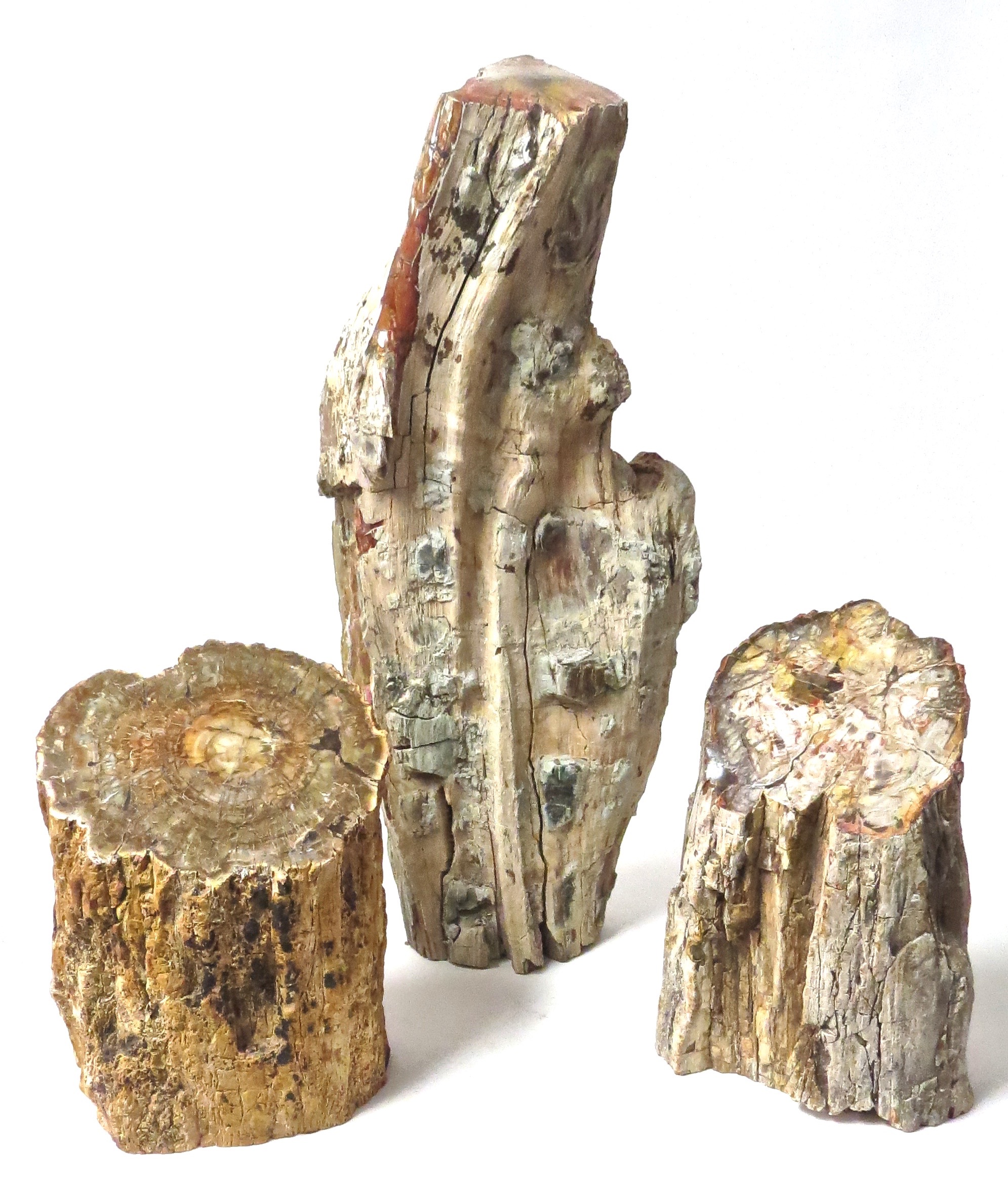 Petrified Wood Limb MT331 7dx9-10h MT330 9x6x21h MT329 6x10h