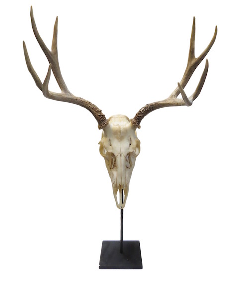 Deer Skull/Iron Stand 21x12x29h PU007BB