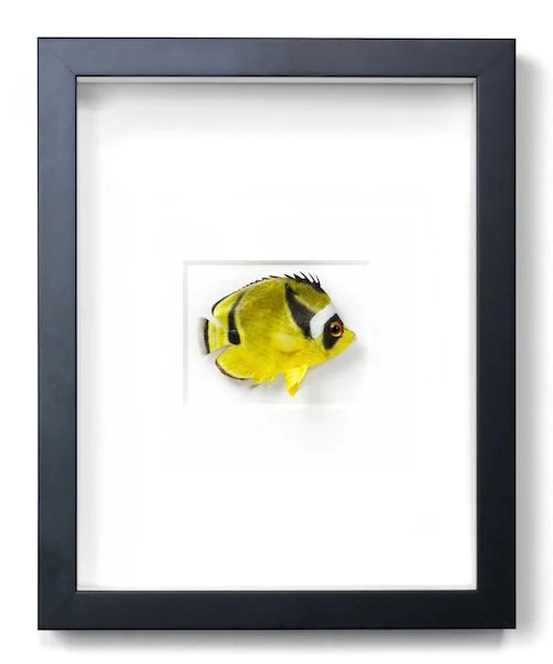 Lunulue Butterfly Fish 11x14 PERF30