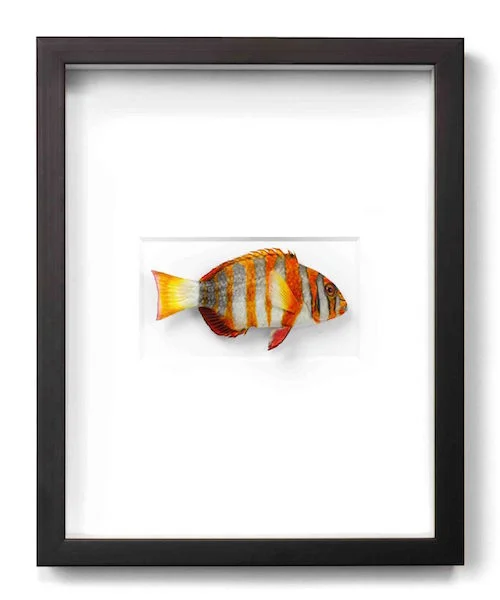 Tusk Fish 11x14 PERF11