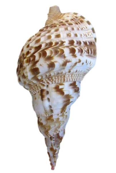 Caribbean Triton Shell 11"+ T892