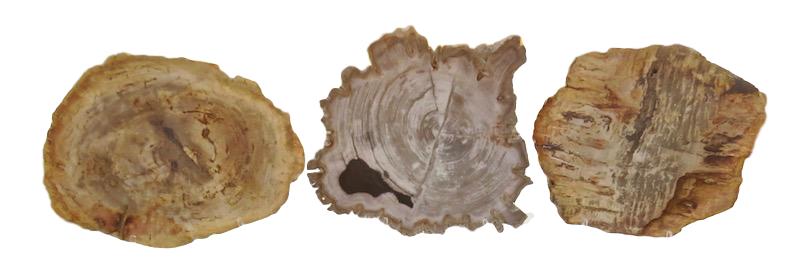 Petrified Wood Slice 13"-15"d VO570