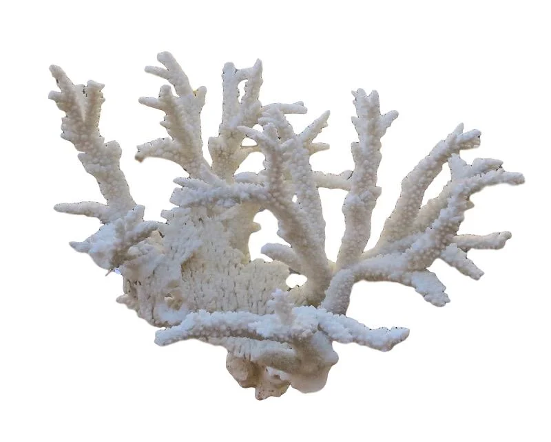 Branch Coral 29x20x20h T915