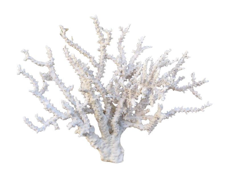 Octopus Coral on Acrylic Base 29x10x25.5h - T916AA