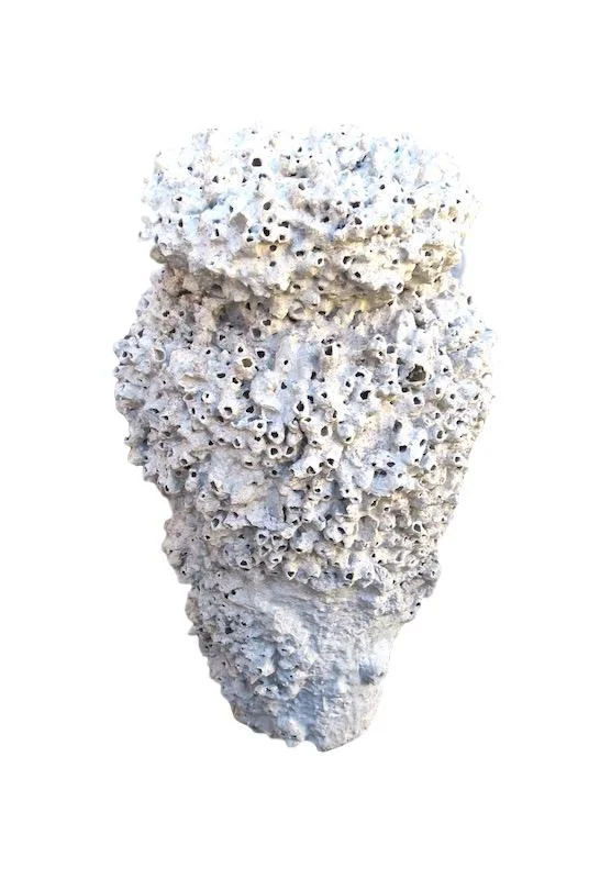 Barnacle Urn Medium 13dx25h QI061M