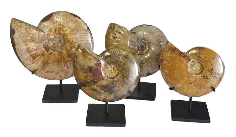 Polished Tan Ammonite Fossil/Iron Stand 7x4x10h MT426AA 9x4x10.5h MT427AA