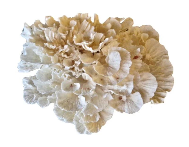Poca Coral 18x16x13h T944