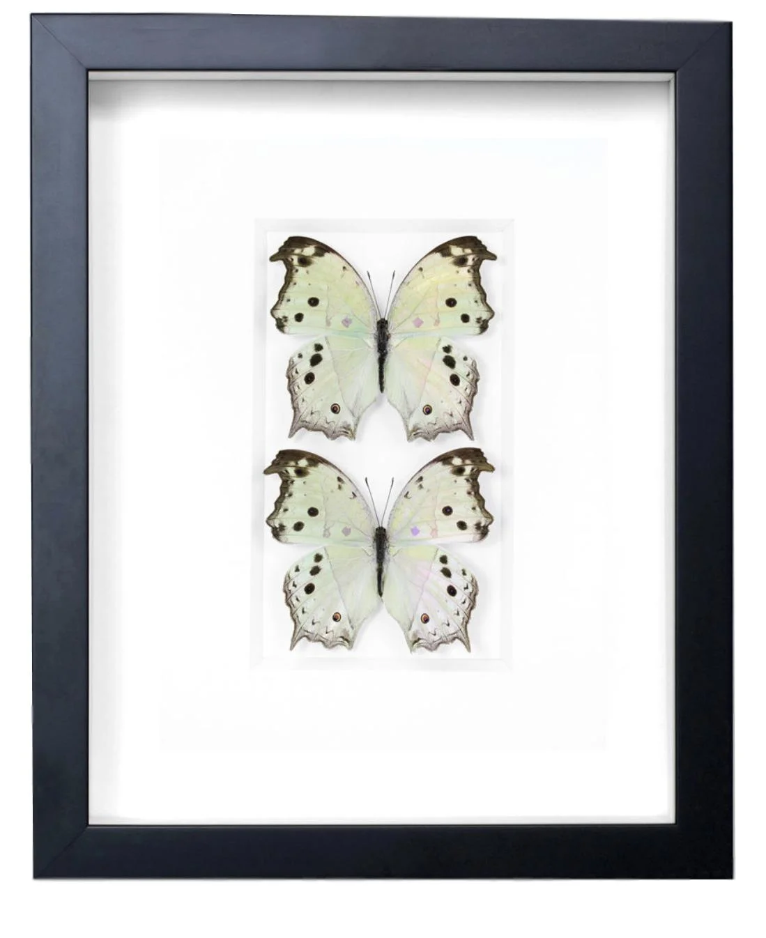 African Nymph Butterflies 11x14 PESGL36