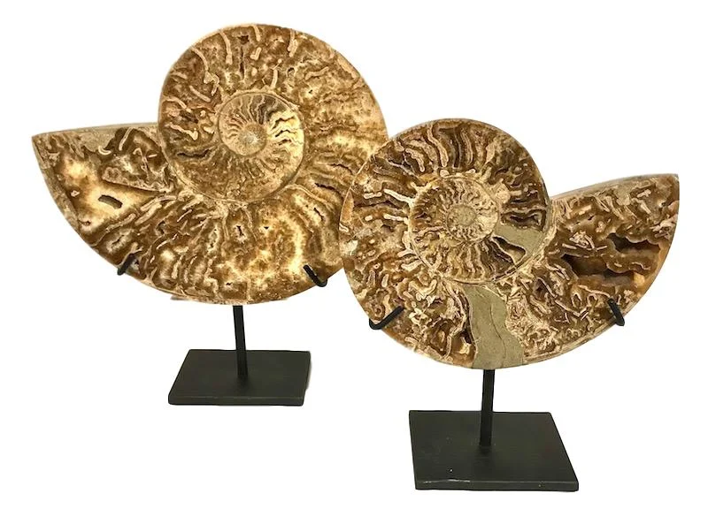 Cut & Polished Ammonite on Iron Stand 10.5x3.5x13.5h +/- FOS182AA 9.5x3.5x11h FOS183AA