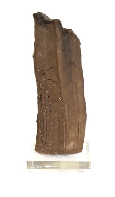 Sparkling Permineralized Wood, Germany Triassic Period 7x4.5x17h FOS017AA