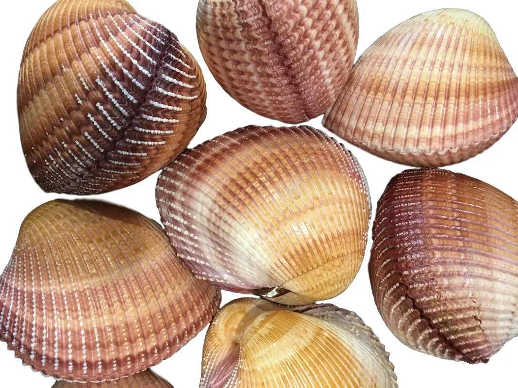Whole Cardium Pseudolima 4.5" T899 5-5.5" T899.1 5.5"+ T899.2