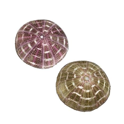 Mushroom Urchin (Toxopneustes Pileolus) 9” - T458