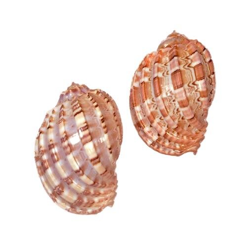 Major Harp Shell (HARPA MAJOR) 3" - T937