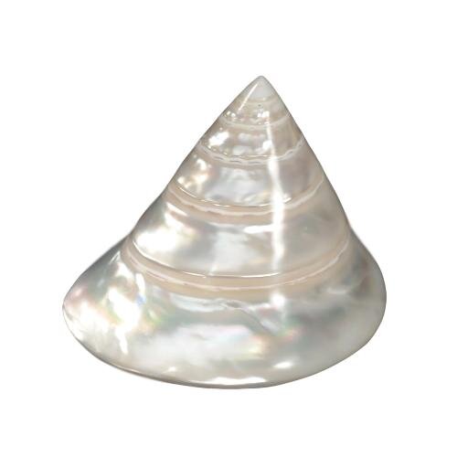 Commercial Top Pearl Trochus (TROCHUS NILOTICUS) 3-4"+ T889
