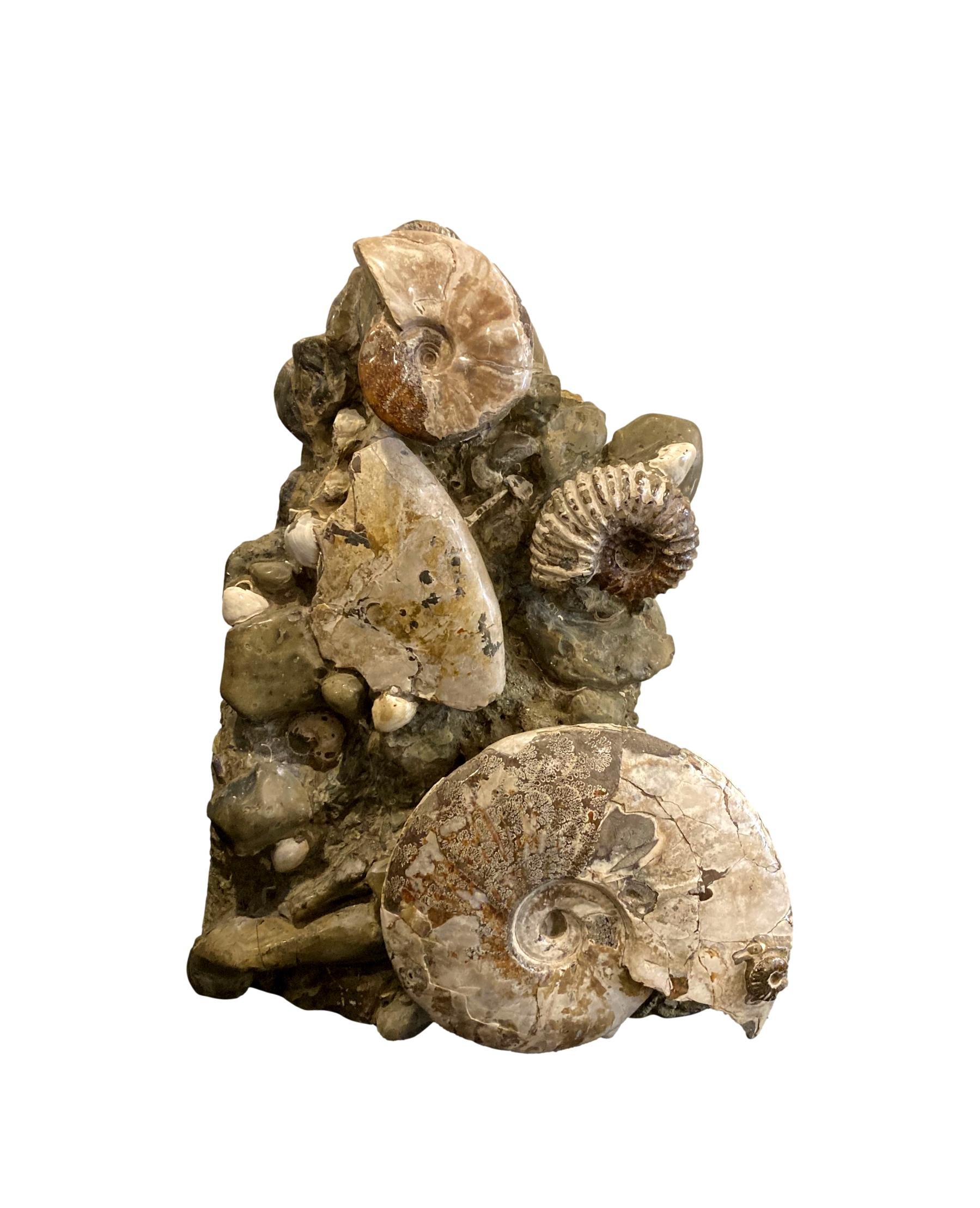 Varied Polished Ammonite Cluster Fossil 13x7.5x20h - MT446