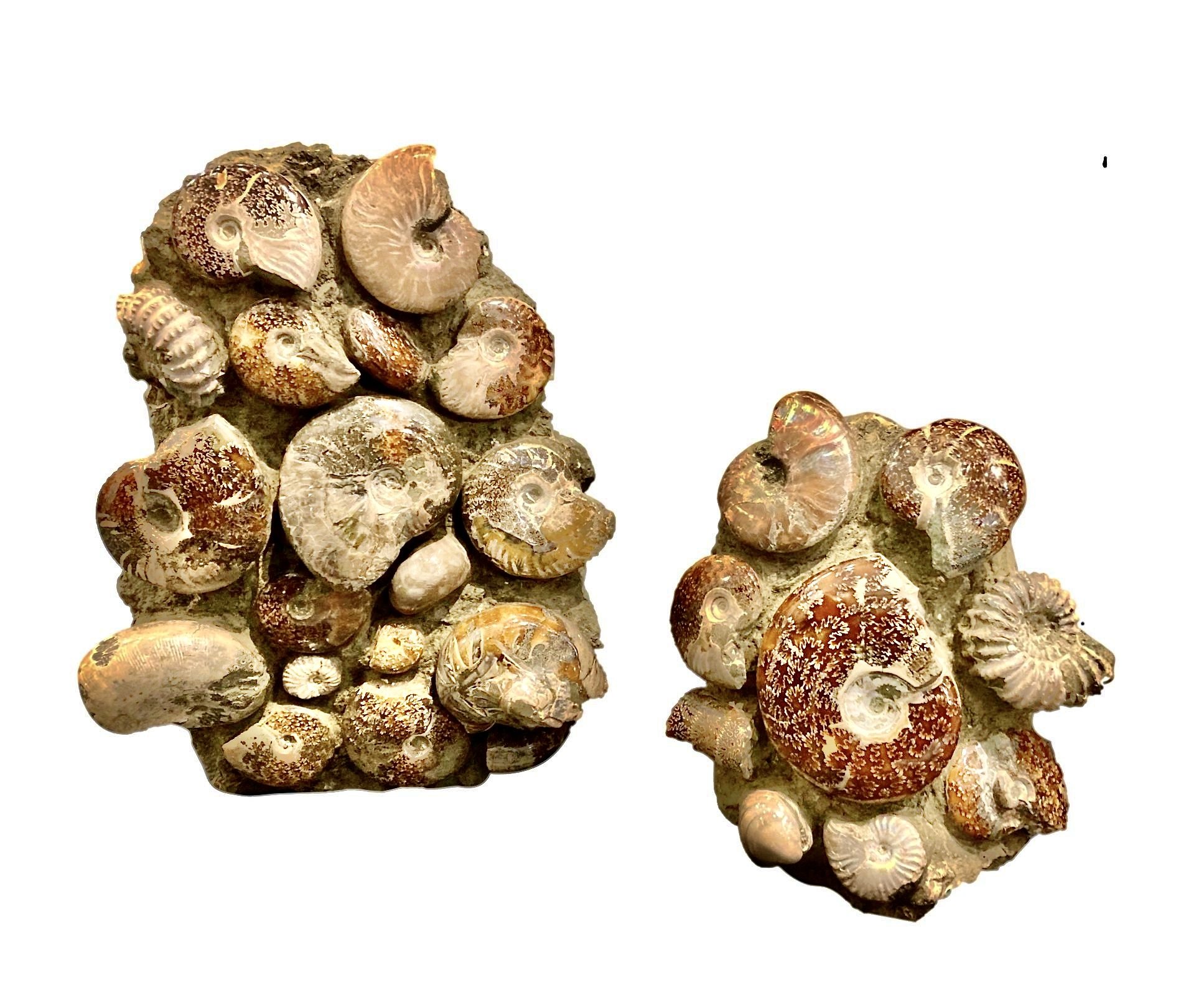 Ammonite Fossils in Matrix 12x6x14h - FOS273 8x5x10h - FOS273.1