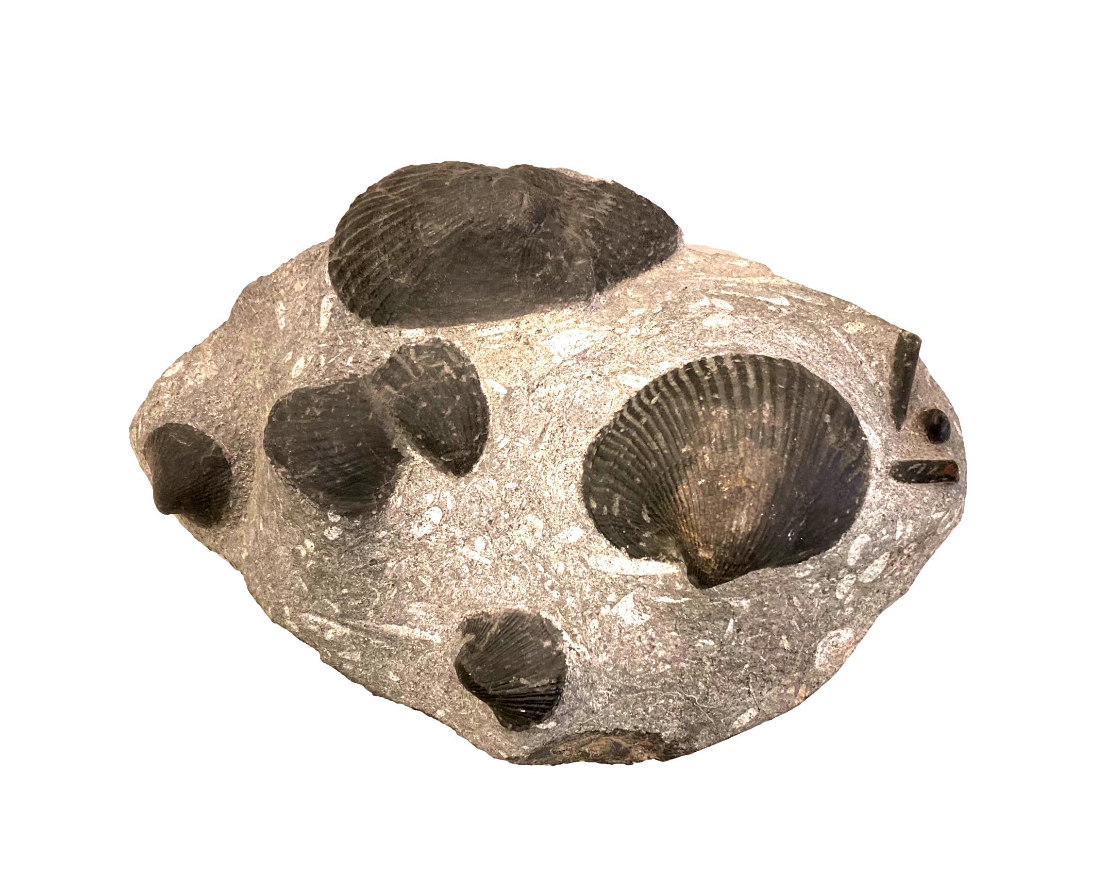 Fossil Scallops in Matrix 10x8.5x1 - FOS338