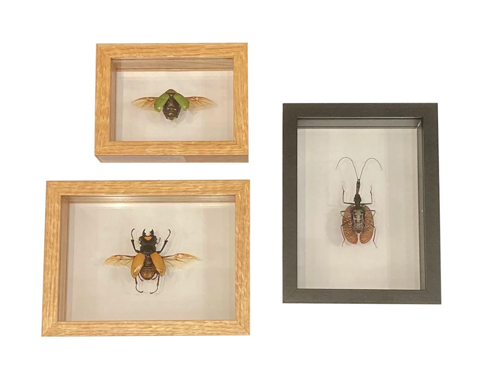 Framed Beetles (clockwise from top left) Green-Winged Beetle - 6.5x2x5h - MX019 Violin Beetle - 6.5x2x8h - MX022 Orange-Winged Beetle - 8.5x2x6.5h - MX020