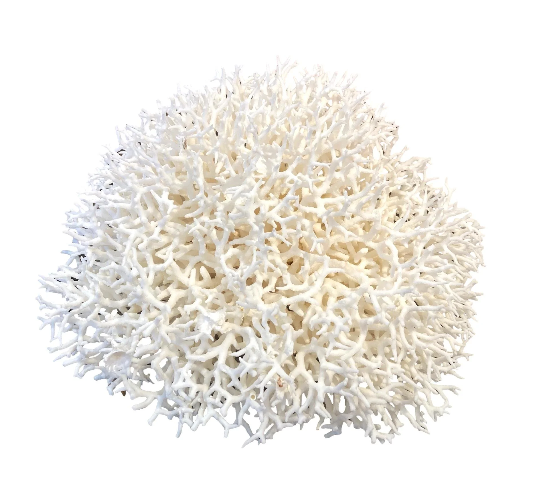 Bird's Nest Coral 14x2x12h - T903