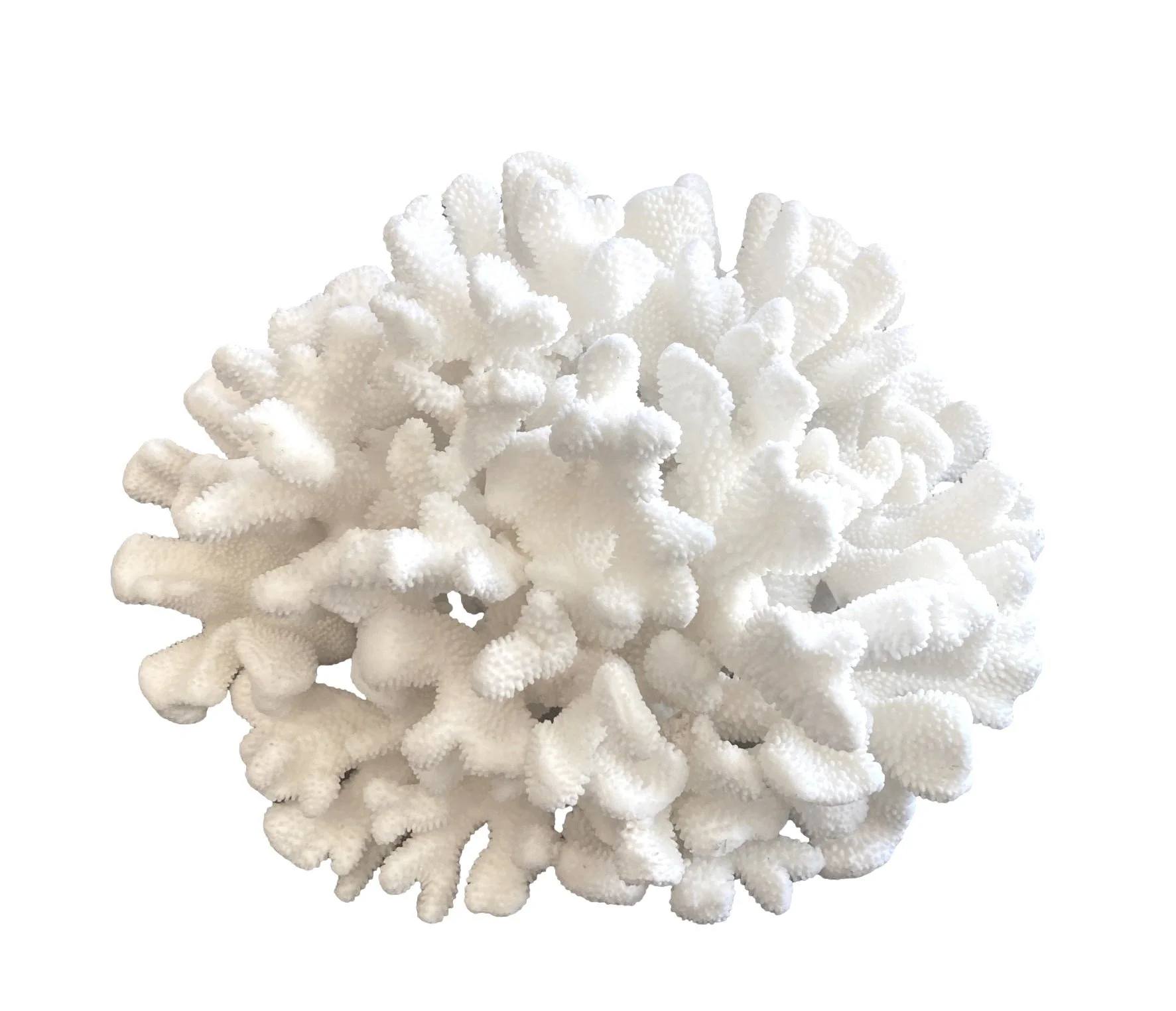 Cauliflower Coral 17x16x14h - T904