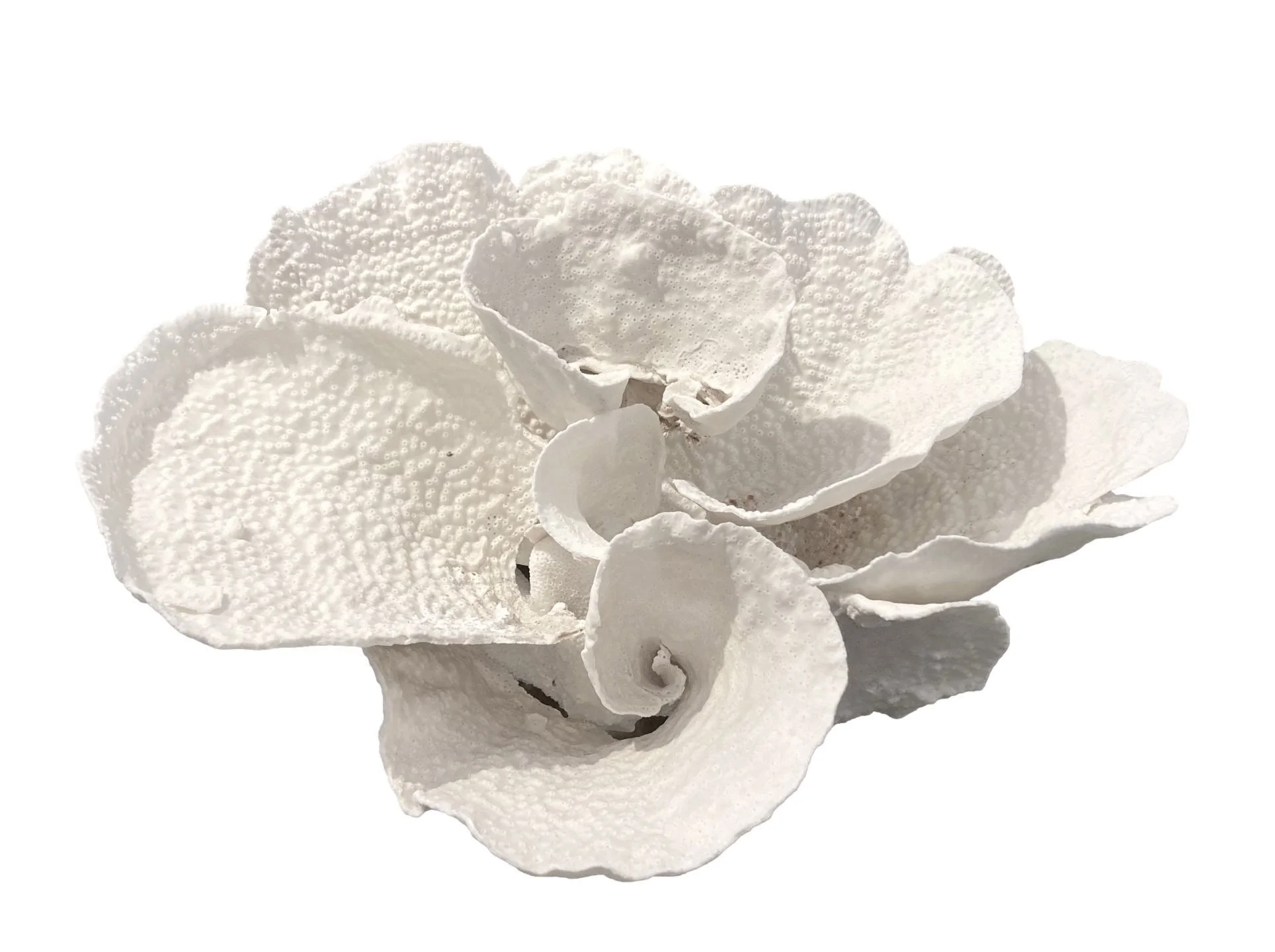 White Cup Coral 20x13x12h - T907