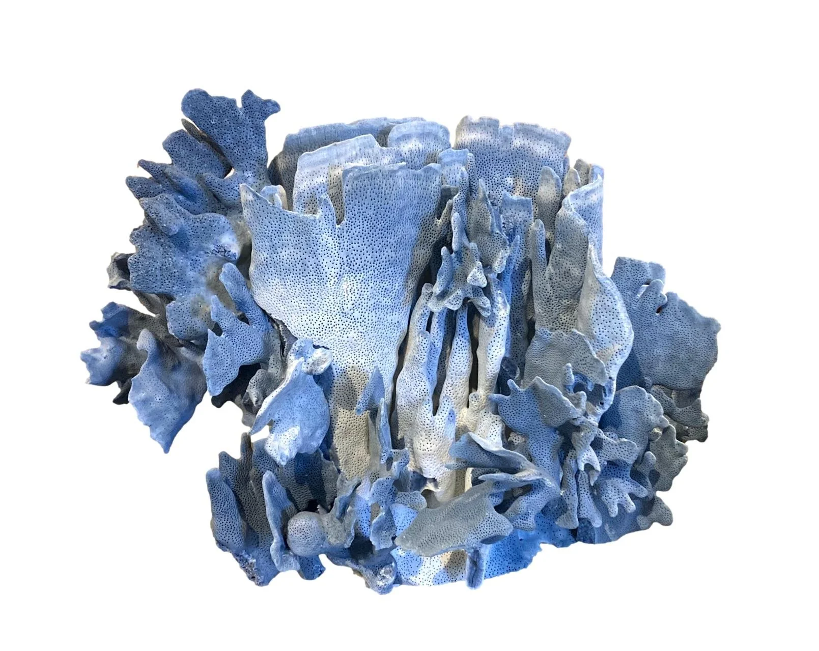 Blue Coral 16x9x13h - T914