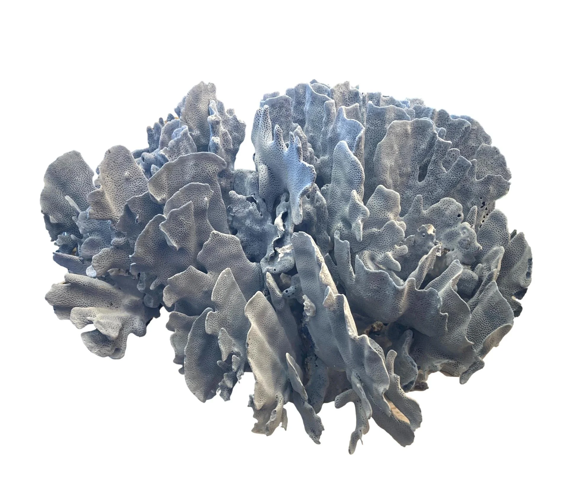 Blue Coral 12x7x10h - T895