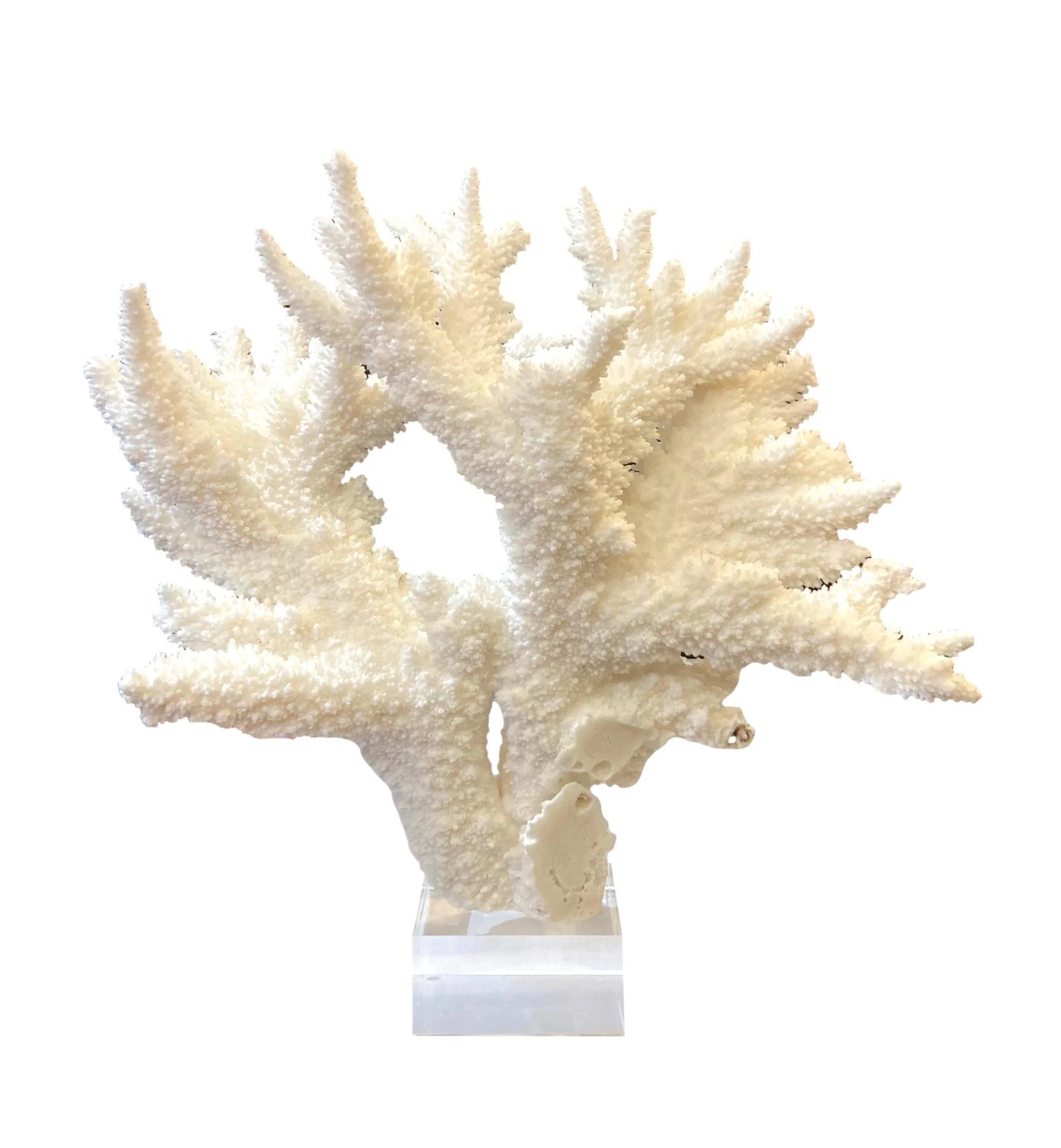 Branch Coral/Acrylic Base 13x4.5x13h - T887BB