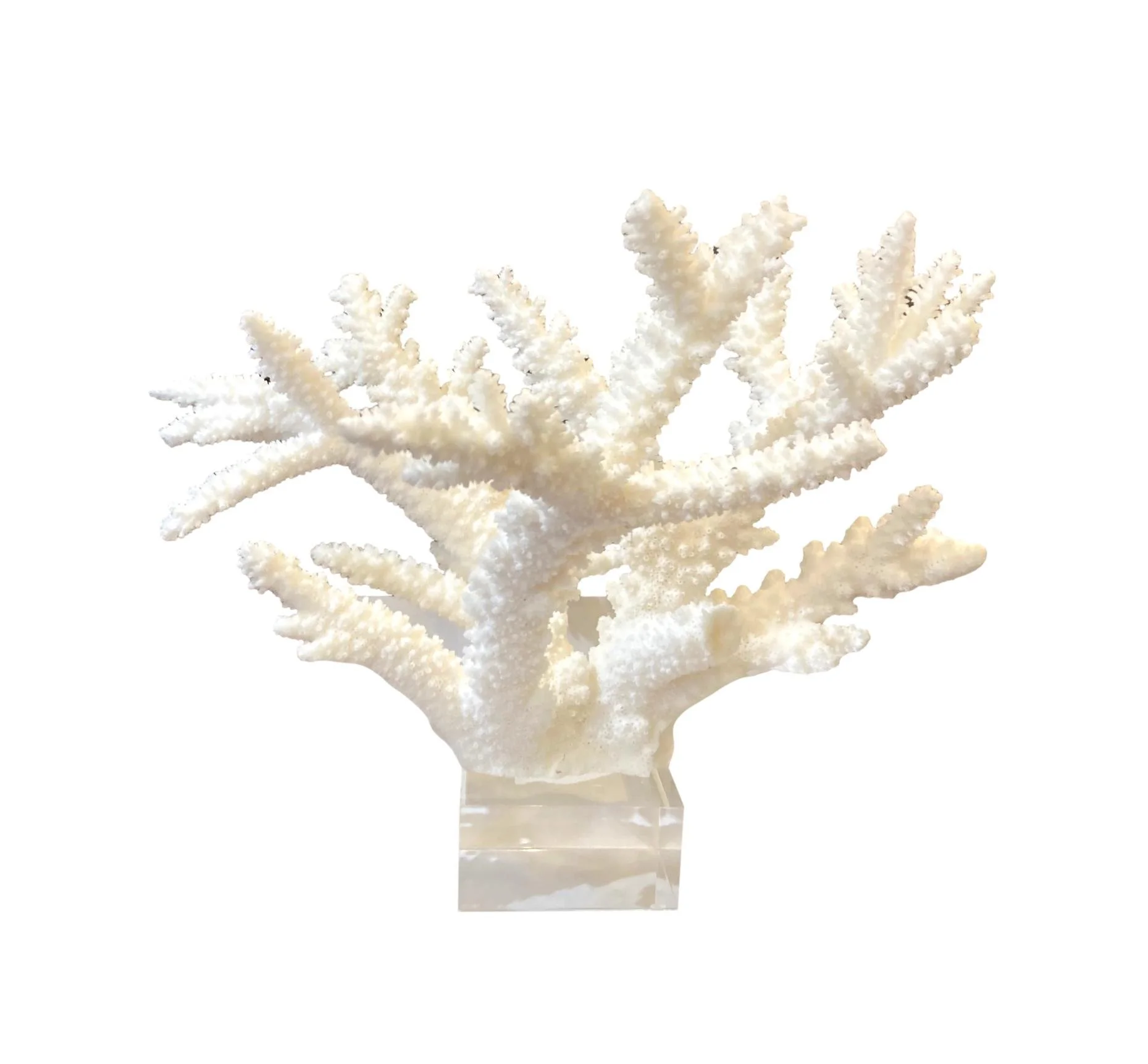 Branch Coral/Acrylic Base 11x9x10.5h - T887AA
