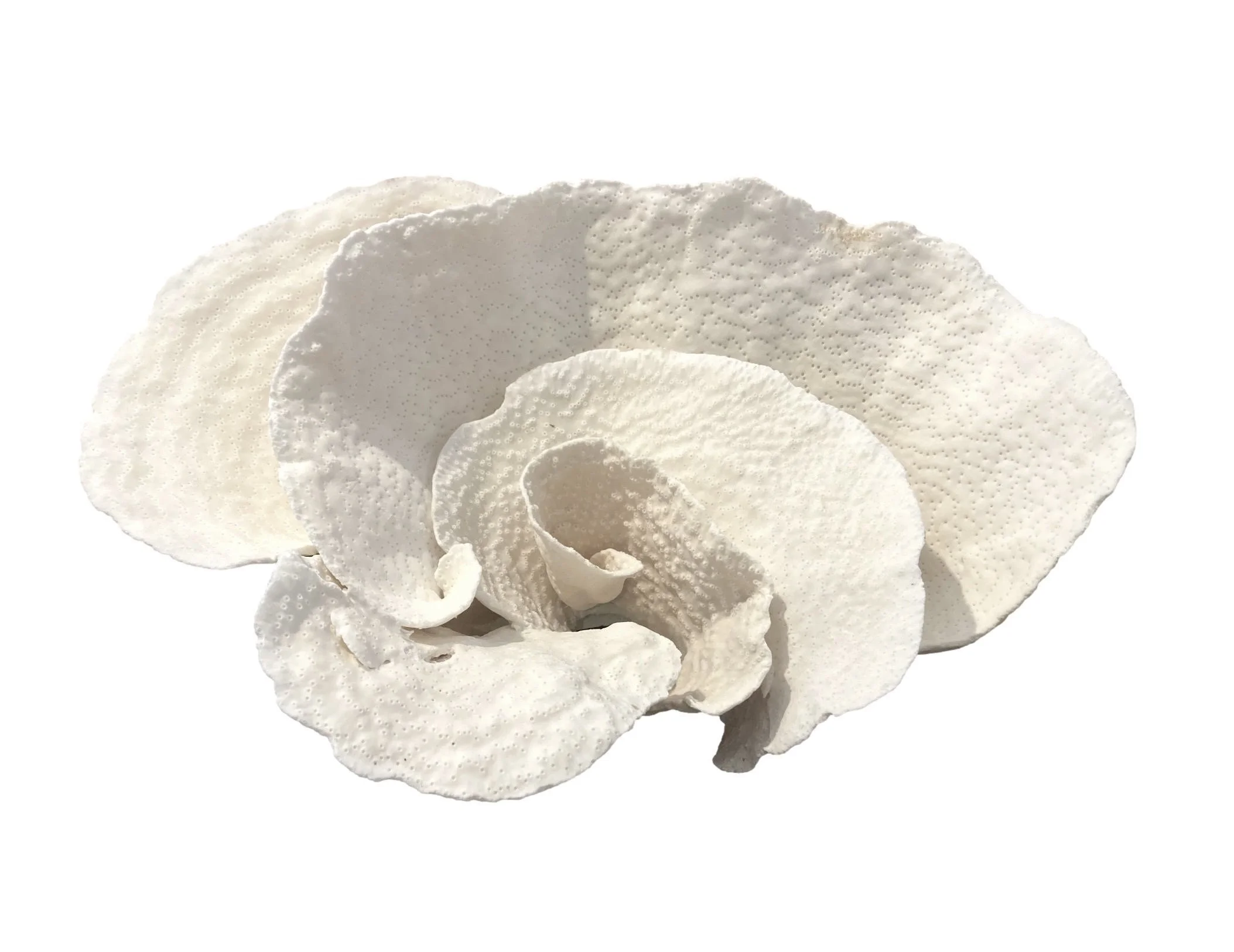 White Cup Coral 19×12×10h - T906